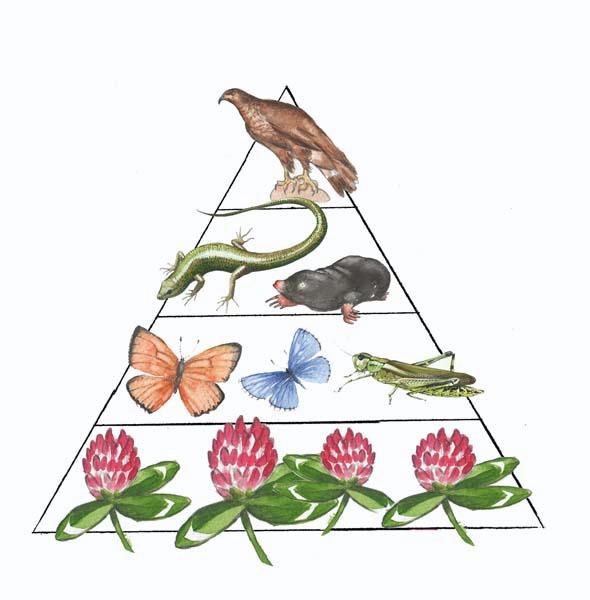 Hranidbena piramida.jpg